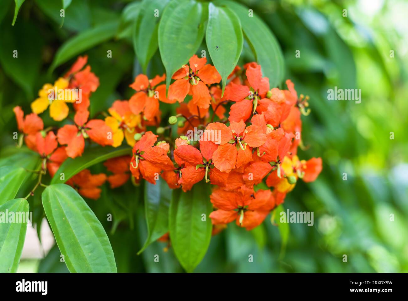 Bunga Phanera Kokiana o bauhinia kockiana Growing in Malaysia Foto Stock