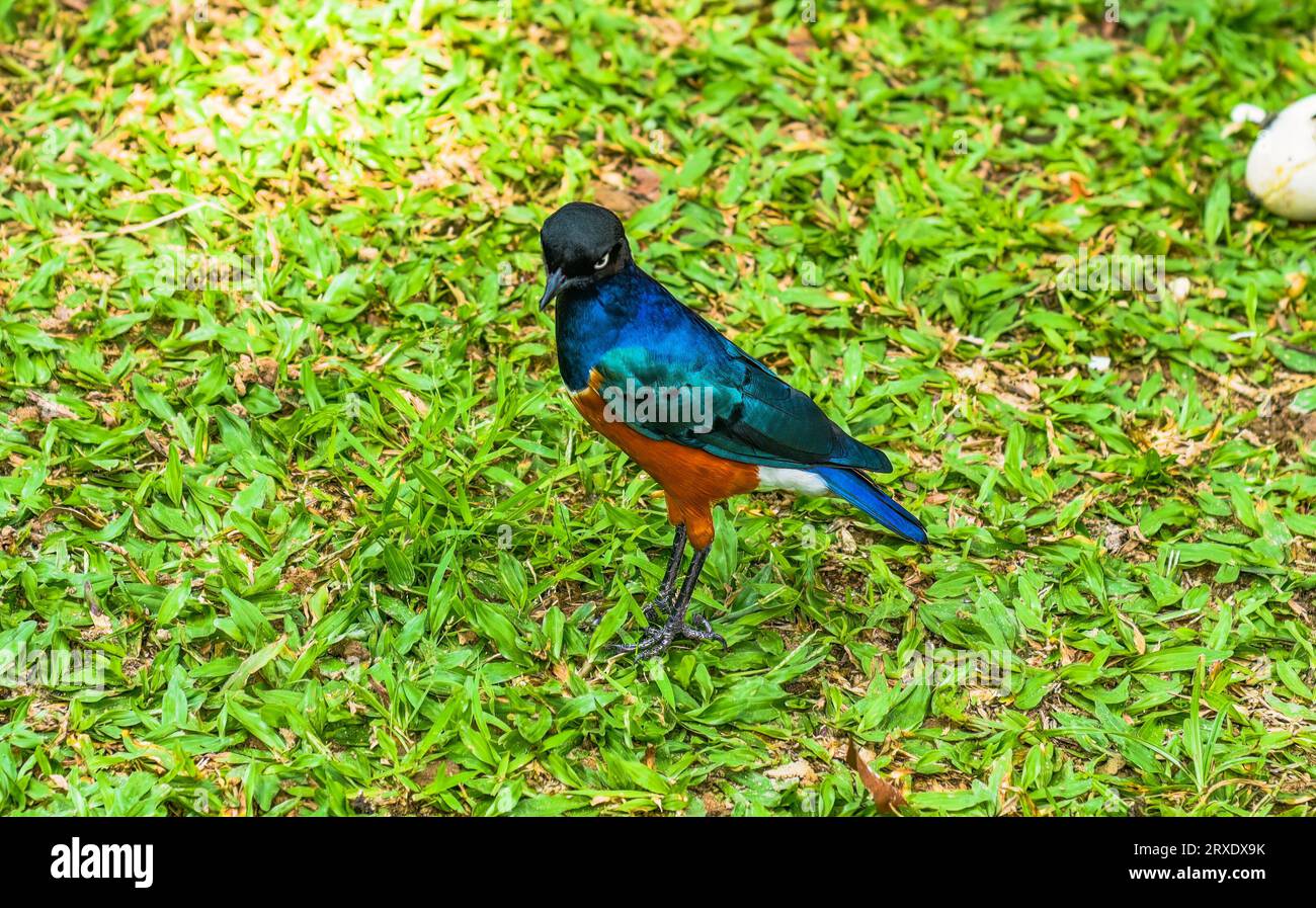 Il superbo starling (Lamprotornis superbus) sull'erba di Kuala Lumpur, Malesia Foto Stock