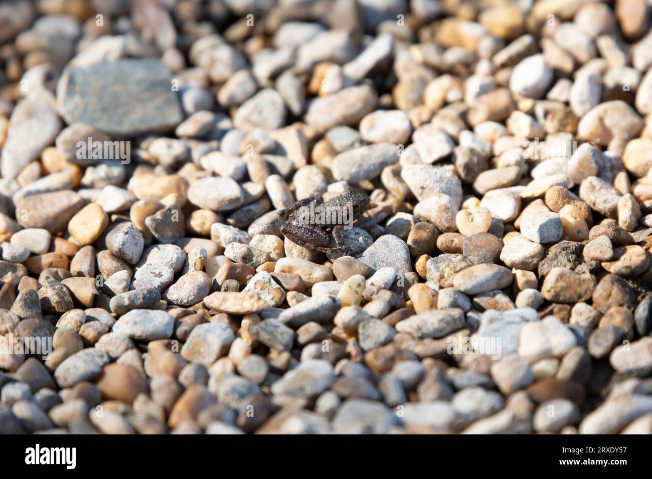 La piccola rana da cricket di Blanchard (Acris blanchardi) sulle rocce Foto Stock