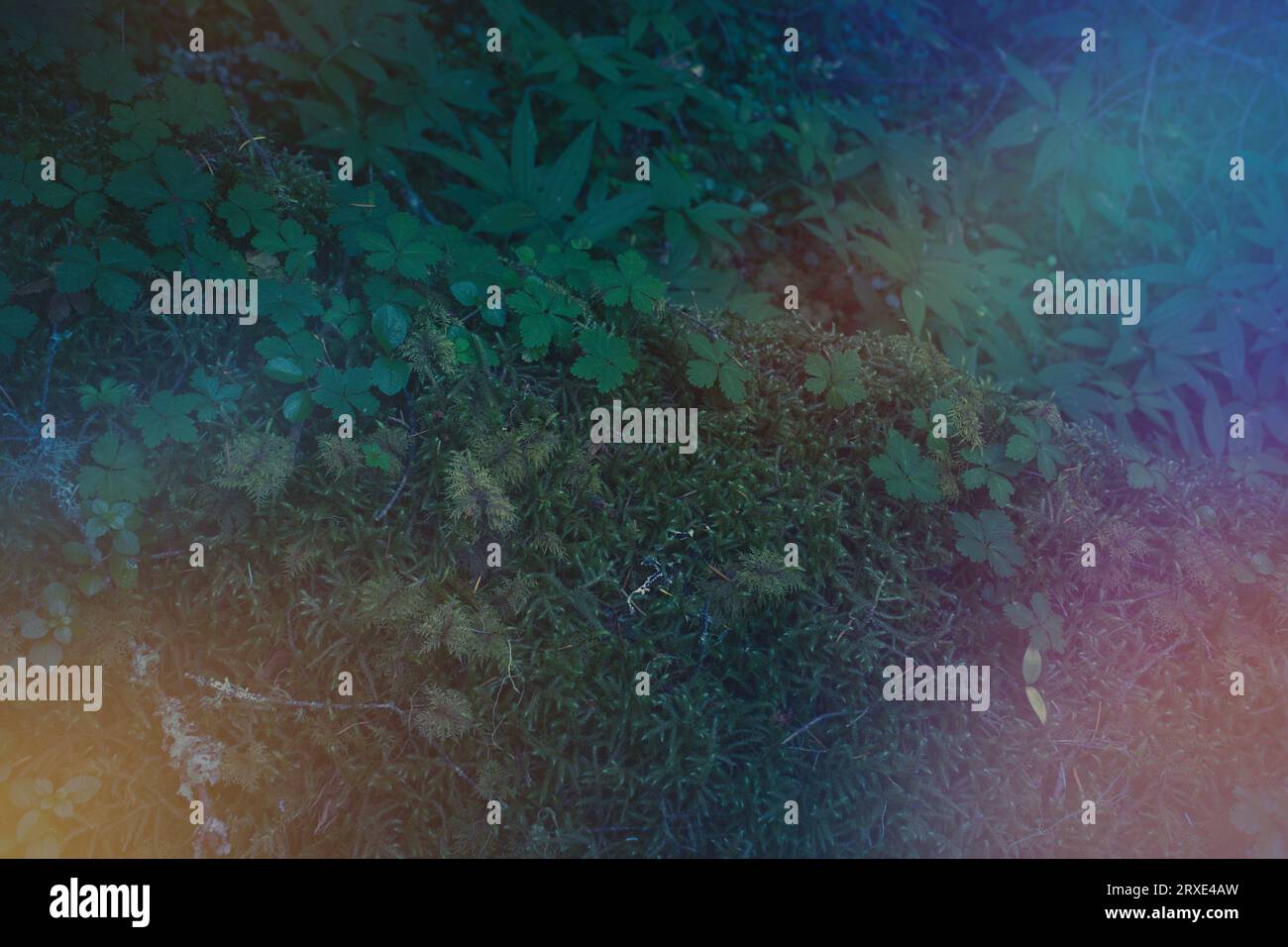 Immagine scura del pavimento della foresta di mosche con viti. Foto Stock