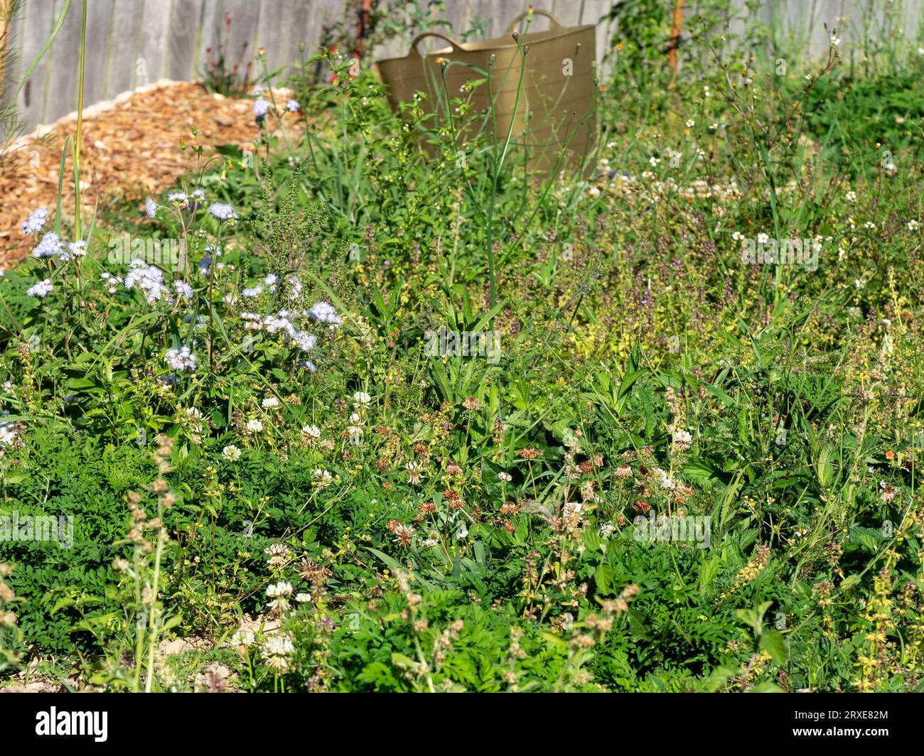 Giardino pieno di erbacce, troppo grande Foto Stock