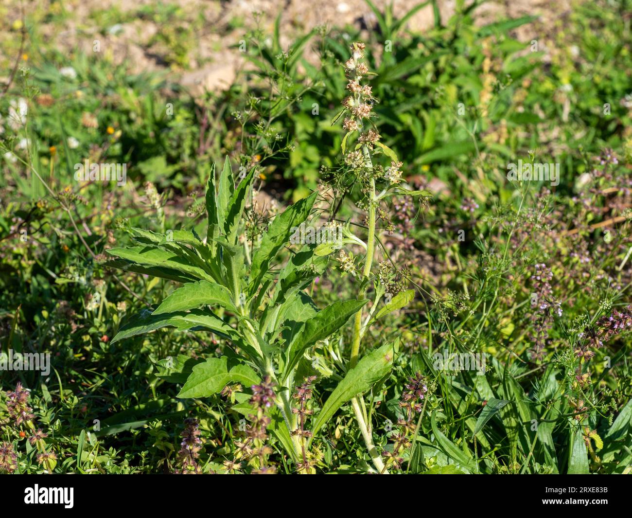 Giardino pieno di erbacce, troppo grande Foto Stock