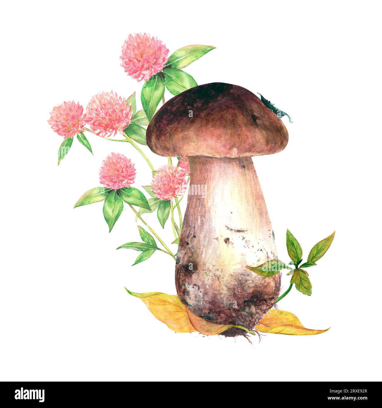 Set illustrativo ad acquerello di funghi bolo e foglie autunnali e trifoglio rosso dipinto a mano. Disegno isolato su sfondo bianco. Meadow Foto Stock