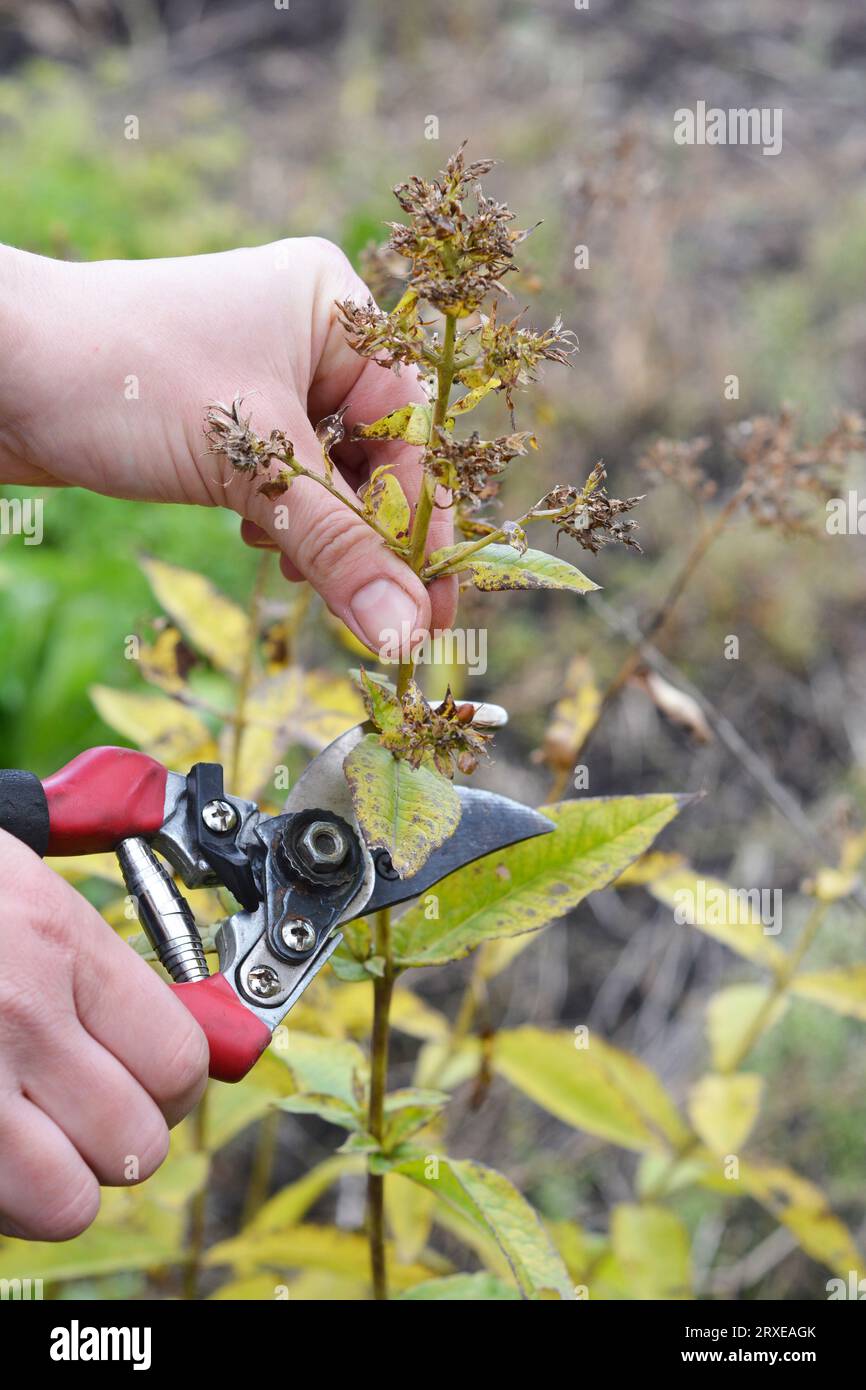 Un giardiniere sta morendo un vecchio phlox paniculata giallo in autunno. Foto Stock