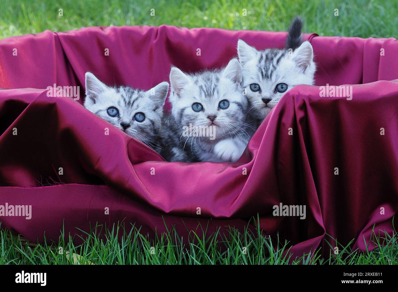 Tre gattini British Shorthair Black Silver Tabby in un cestino di velluto Foto Stock