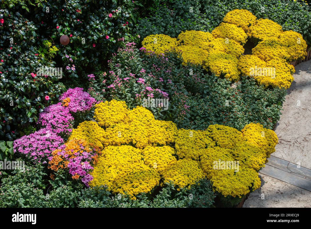 Splendido giardino magico o spazio curativo per la salute mentale, fiori in fiore nei dintorni, Giardini sulla Baia, Singapore. Foto Stock