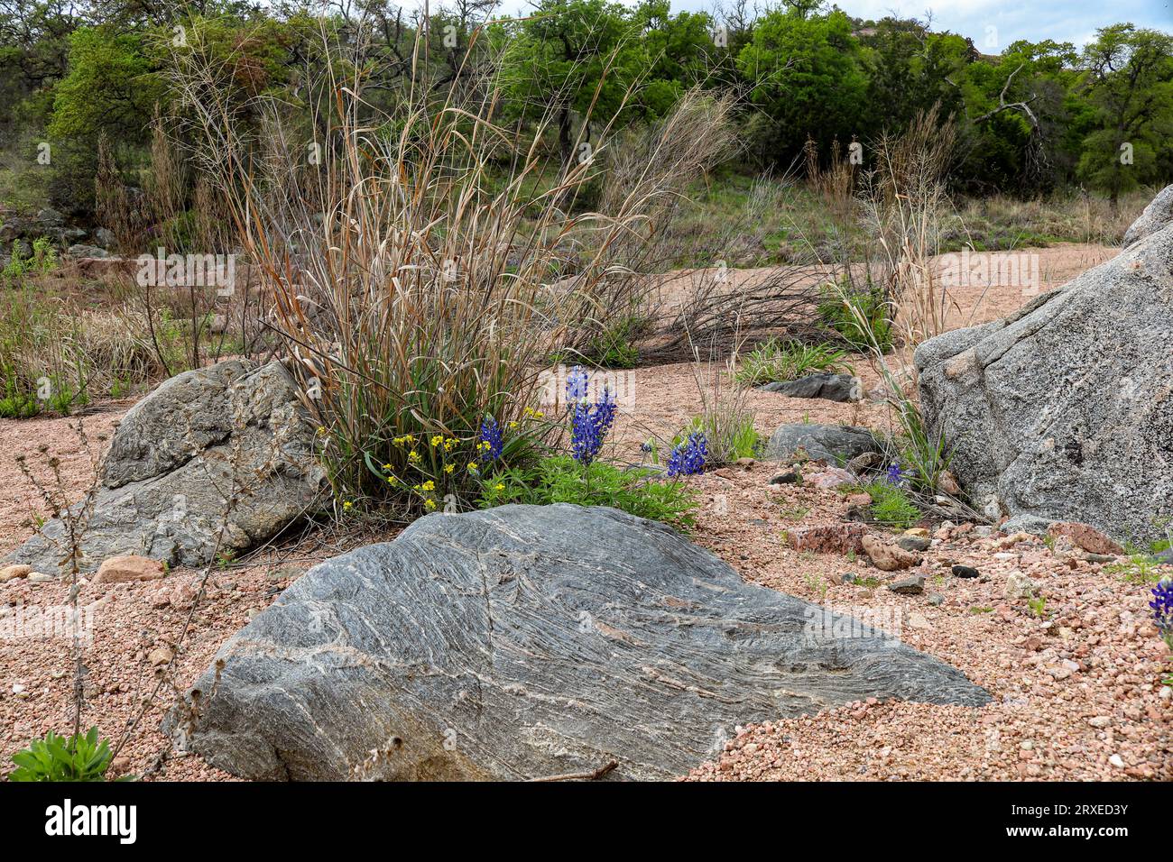 Bluebonnets su un sentiero ai piedi lungo un sentiero escursionistico nel Texas Hill Country, l'Enchanted Rock State Park Foto Stock