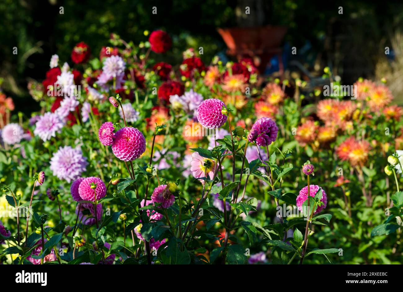 Bellissime dahlia in un giardino fiorito. Foto Stock