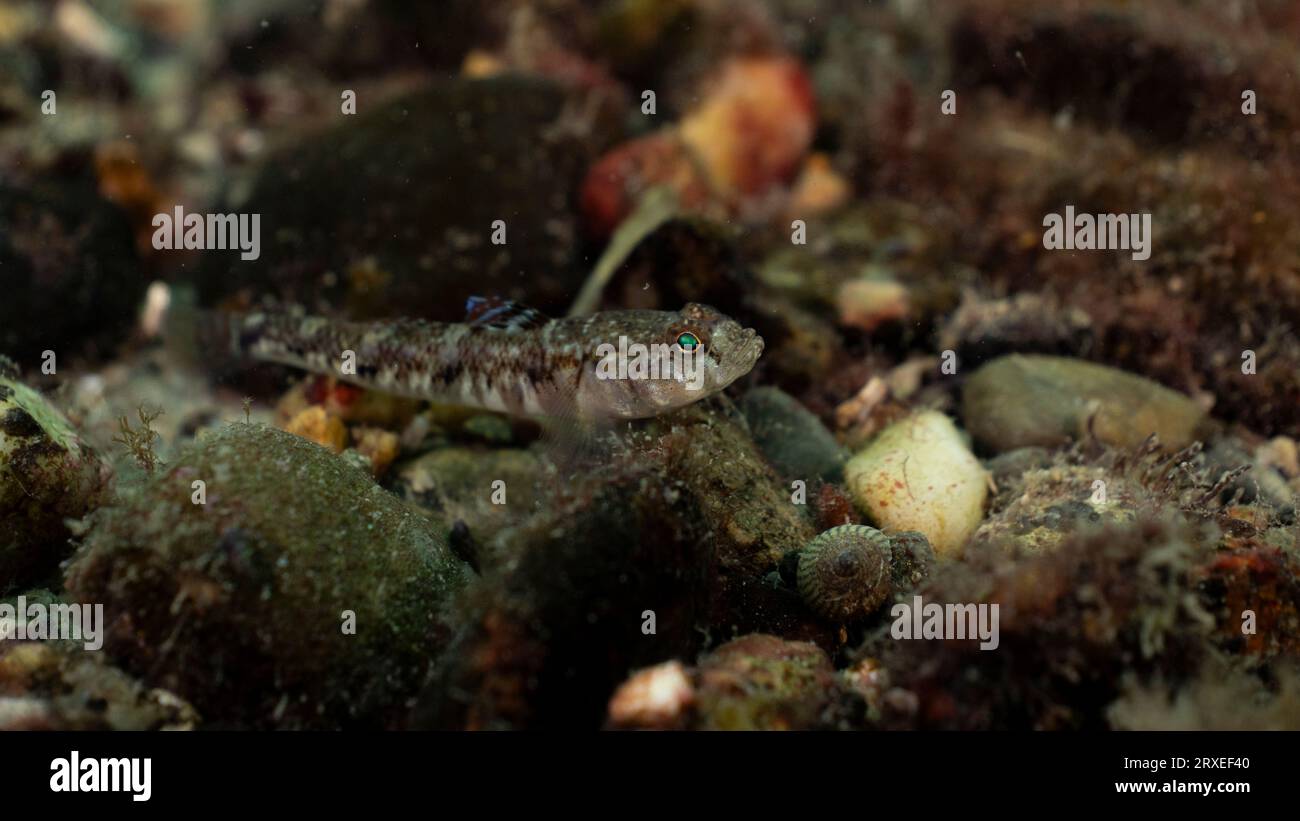 Primo piano di un piccolo goby dipinto su un fondale di ciottoli al largo della costa gallese Foto Stock