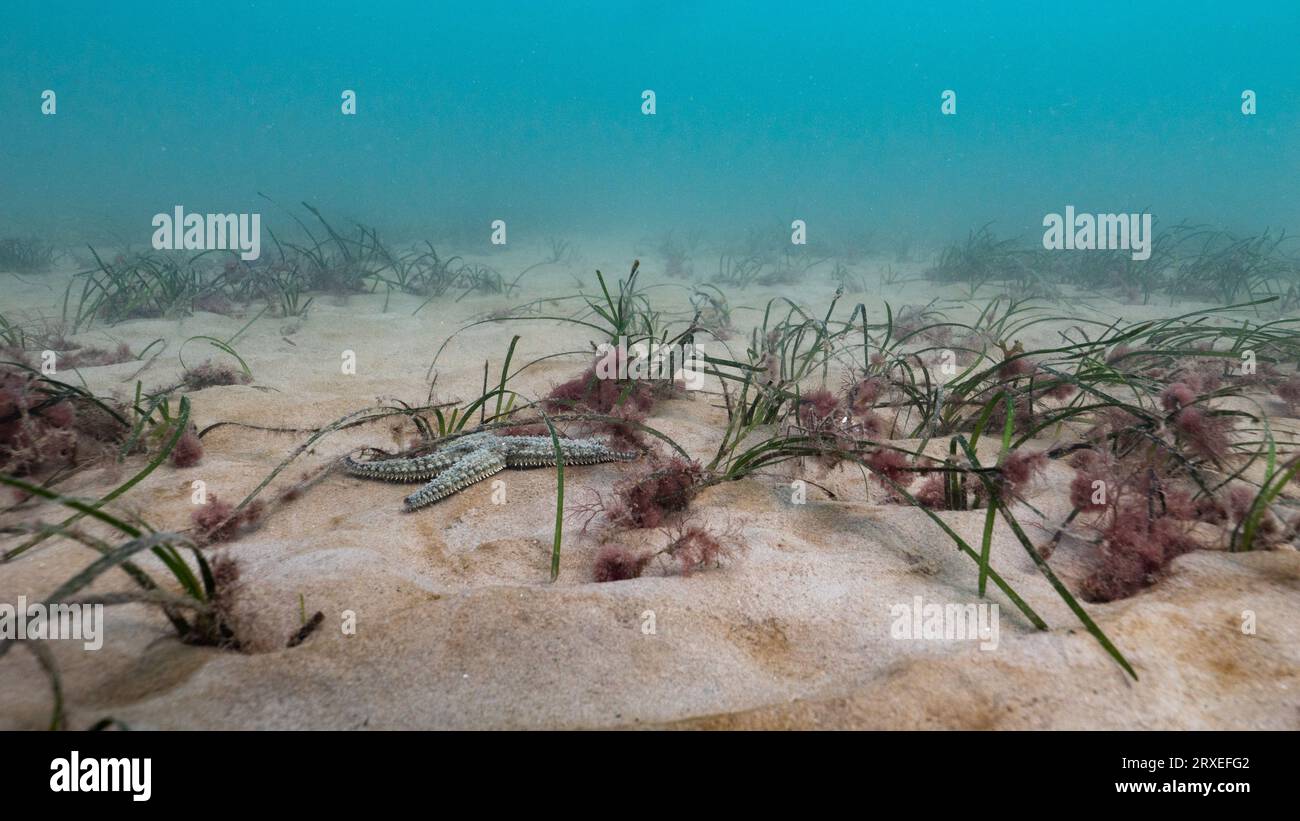 Stelle marine spinose in un prato subtidale al largo della costa gallese, Regno Unito Foto Stock