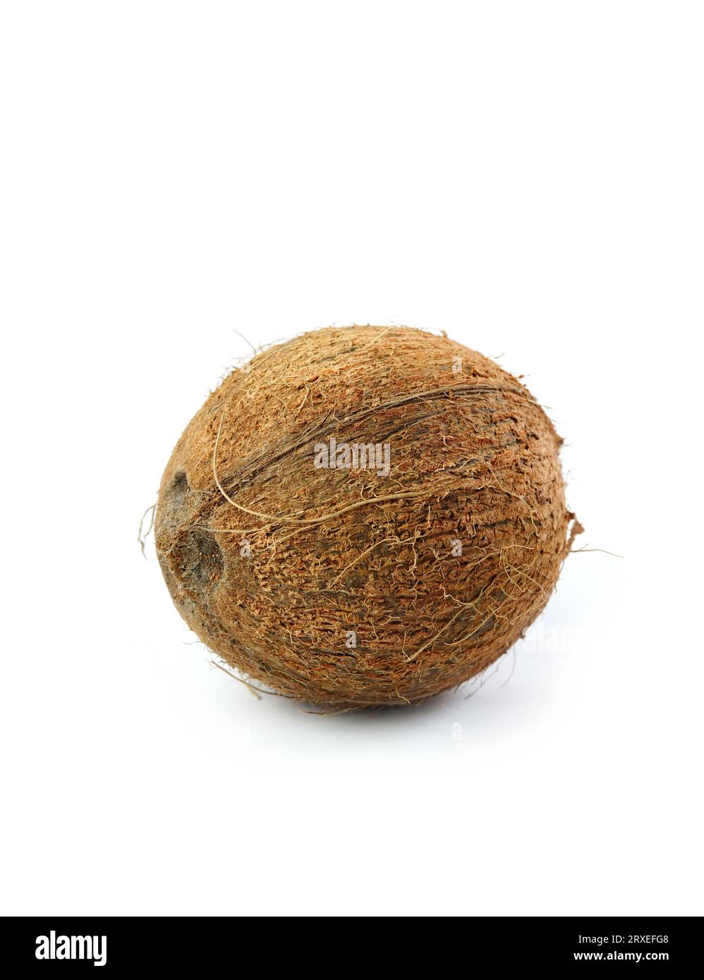 Il cocco su sfondo bianco Foto Stock