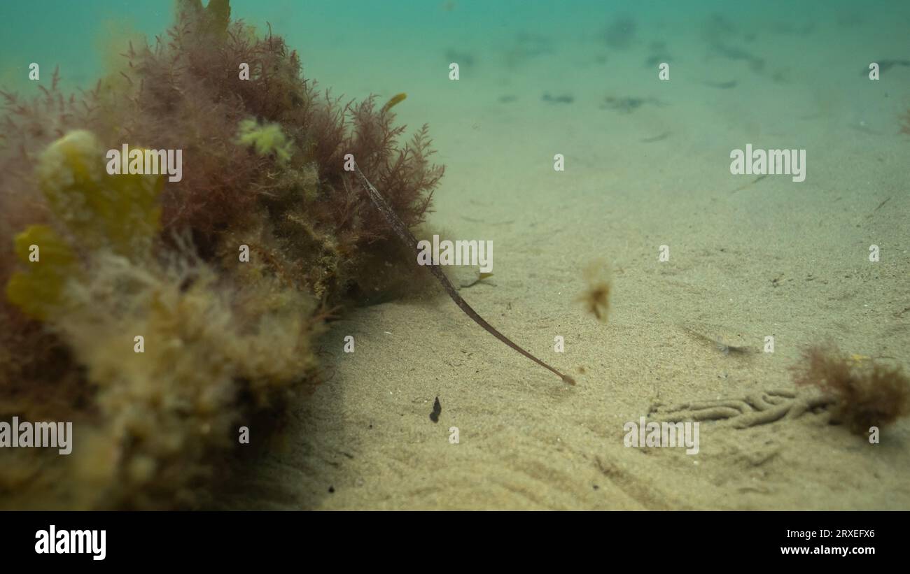 Primo piano di un pesce pipesco (Syngnathus Typhle) che si nasconde tra le alghe al largo della costa gallese Foto Stock