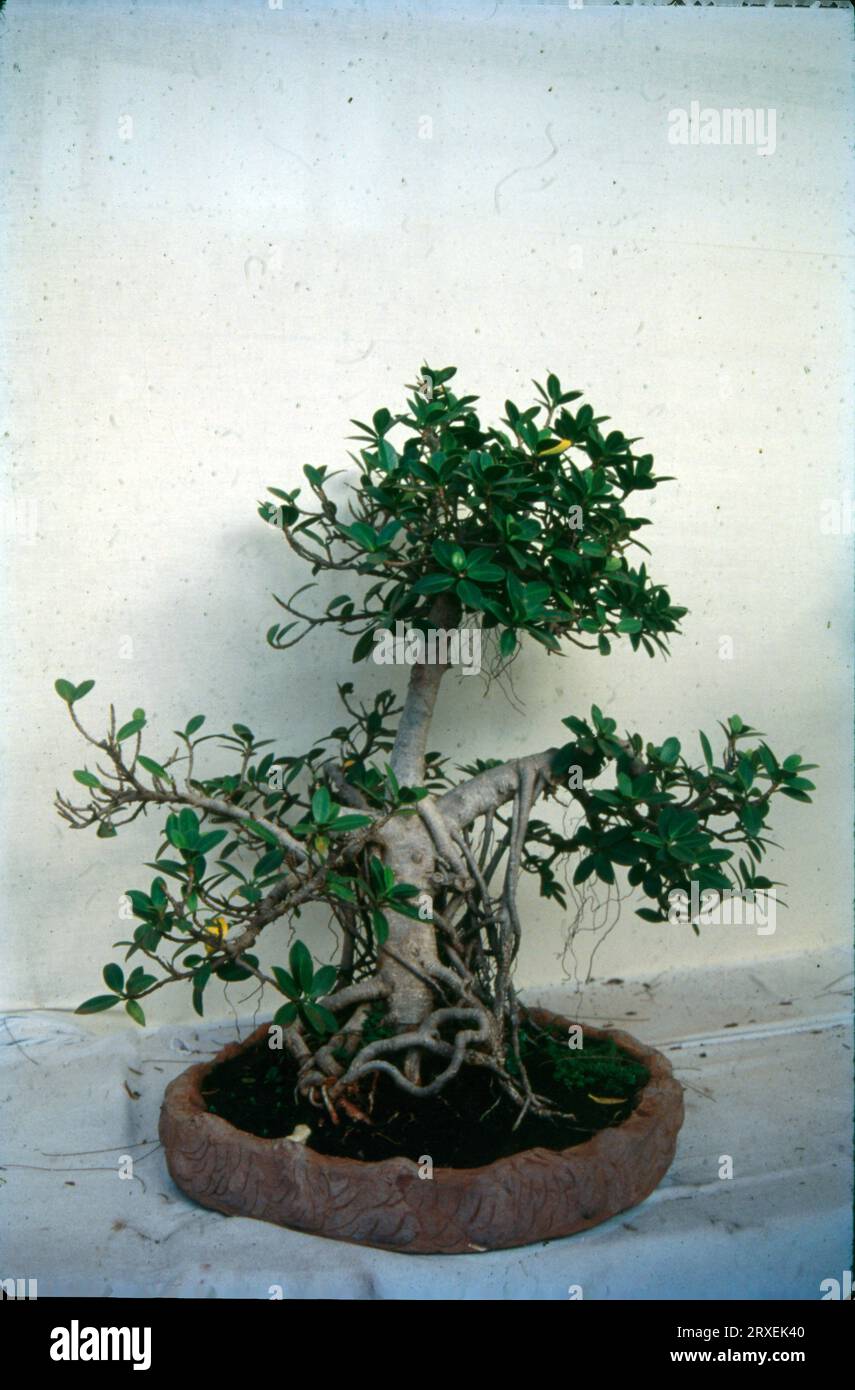 La parola "Bon-sai" è un termine giapponese che, letteralmente tradotto, significa "piantato in un contenitore". Questa forma d'arte i dipende dalla cultura o dalle credenze di una persona, gli alberi bonsai sono visti come simboli di armonia, equilibrio, pazienza o persino fortuna. interior design, si crede che il bonsai sia un oggetto di meditazione o contemplazione. Foto Stock