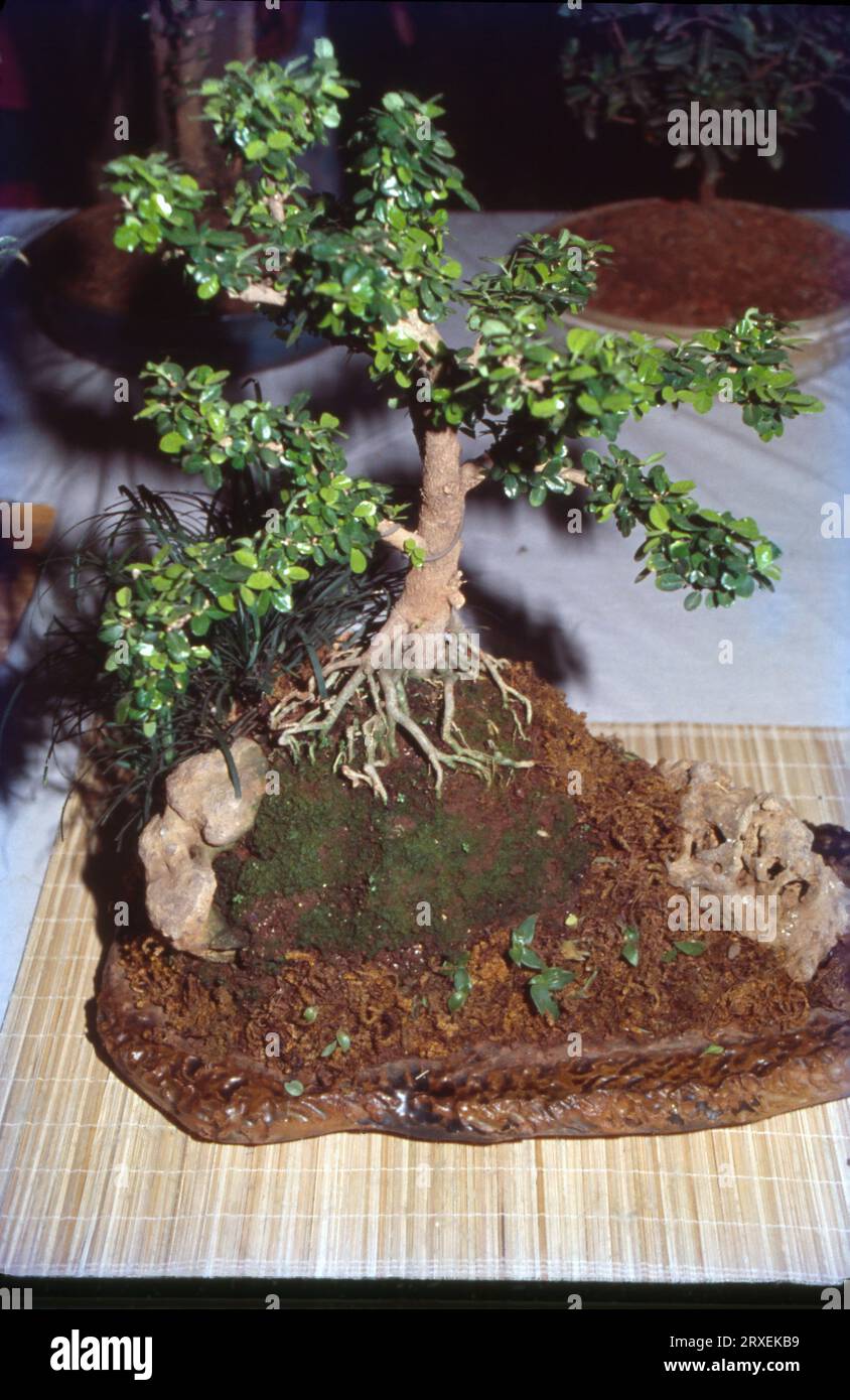 La parola "Bon-sai" è un termine giapponese che, letteralmente tradotto, significa "piantato in un contenitore". Questa forma d'arte i dipende dalla cultura o dalle credenze di una persona, gli alberi bonsai sono visti come simboli di armonia, equilibrio, pazienza o persino fortuna. interior design, si crede che il bonsai sia un oggetto di meditazione o contemplazione. Foto Stock