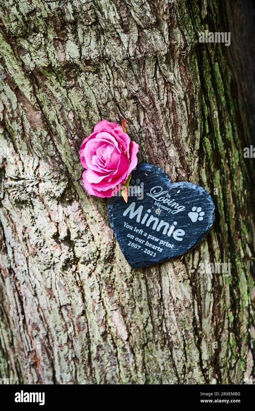 Rosa e targa dedicata all'animale domestico morto e attaccata a un albero Foto Stock Rosa e targa dedicata all'animale domestico morto e attaccata a un albero Foto Stock