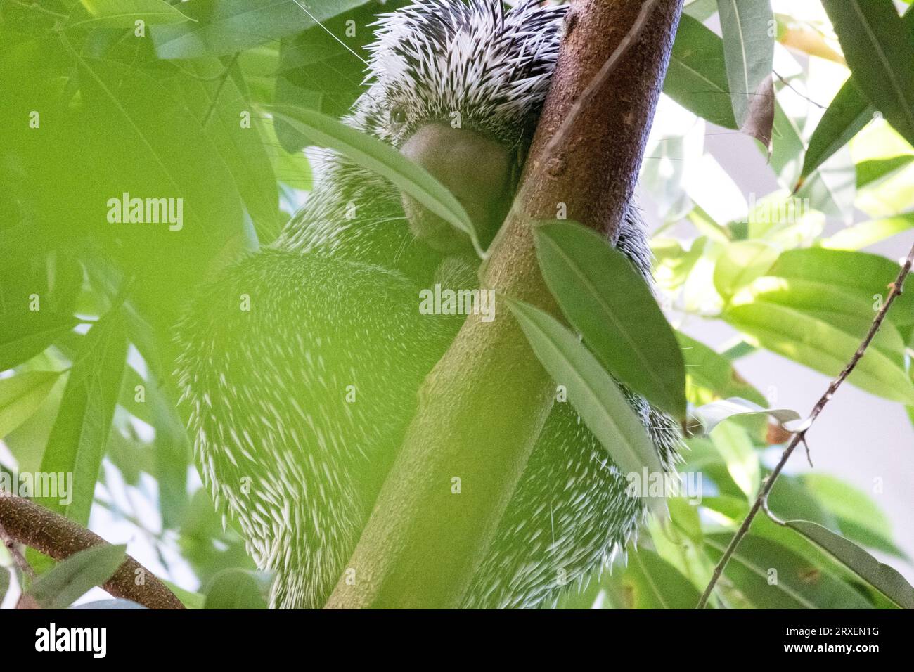 Paesi Bassi, Amsterdam il 2022-09-22. Fotografia di animali allo zoo Artis di Amsterdam. Fotografia di Martin Bertrand. Pays-Bas, Amsterdam, 2022-09-22. Foto Stock