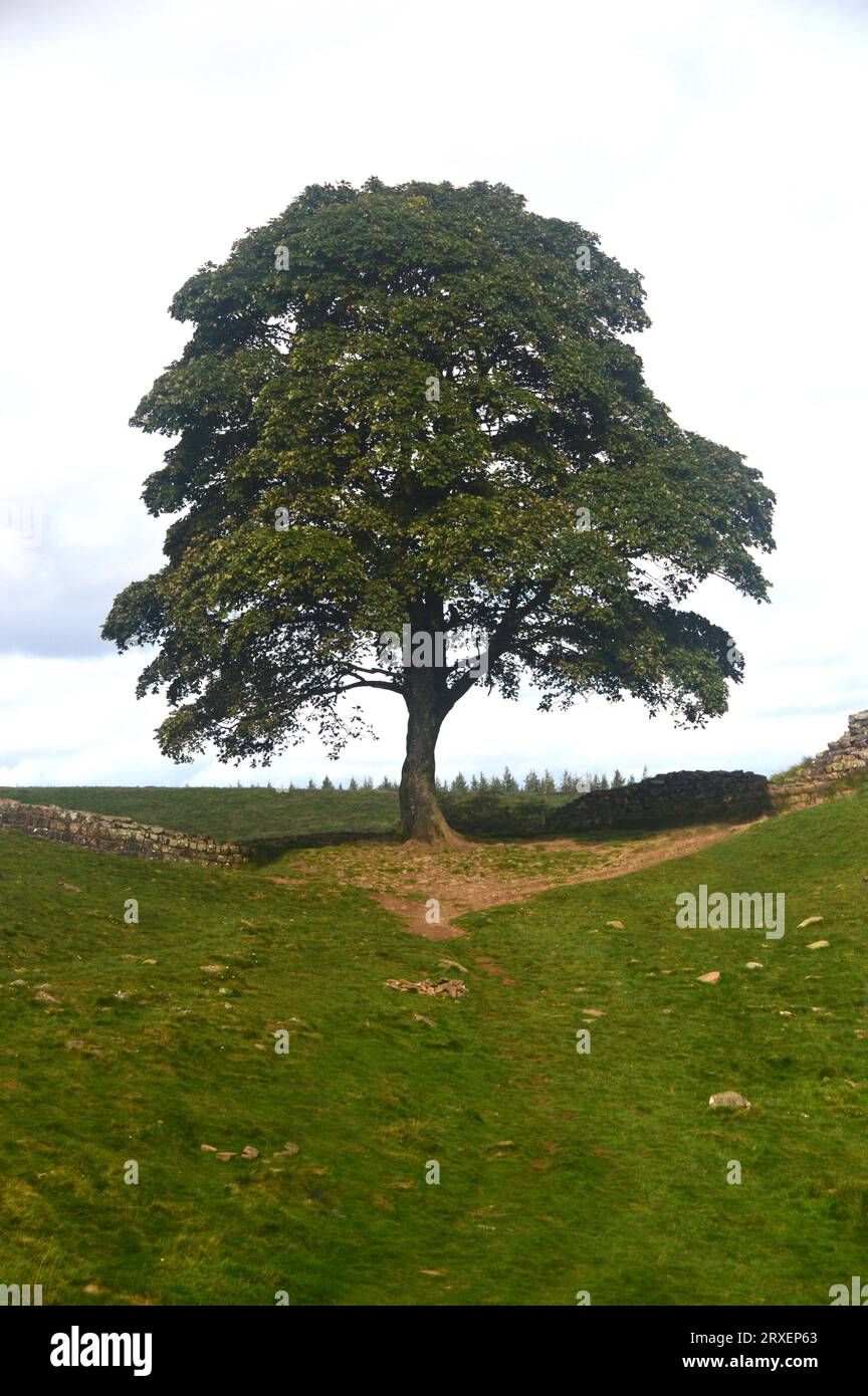 Il Sycamore Gap Tree o Robin Hood Tree sul sentiero del Vallo di Adriano presso Crag Lough, una volta prodotto nel Northumberland National Park, Inghilterra, Regno Unito. Foto Stock