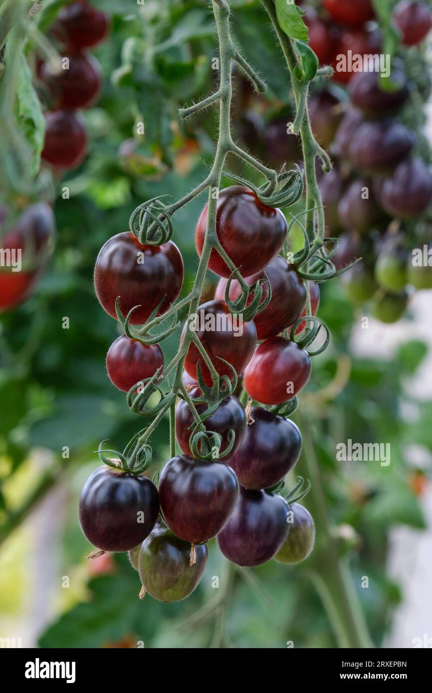Solanum lycopersicum, F1, Bicolor Red, Tomato Black Moon, Oval Plum Cherry Foto Stock