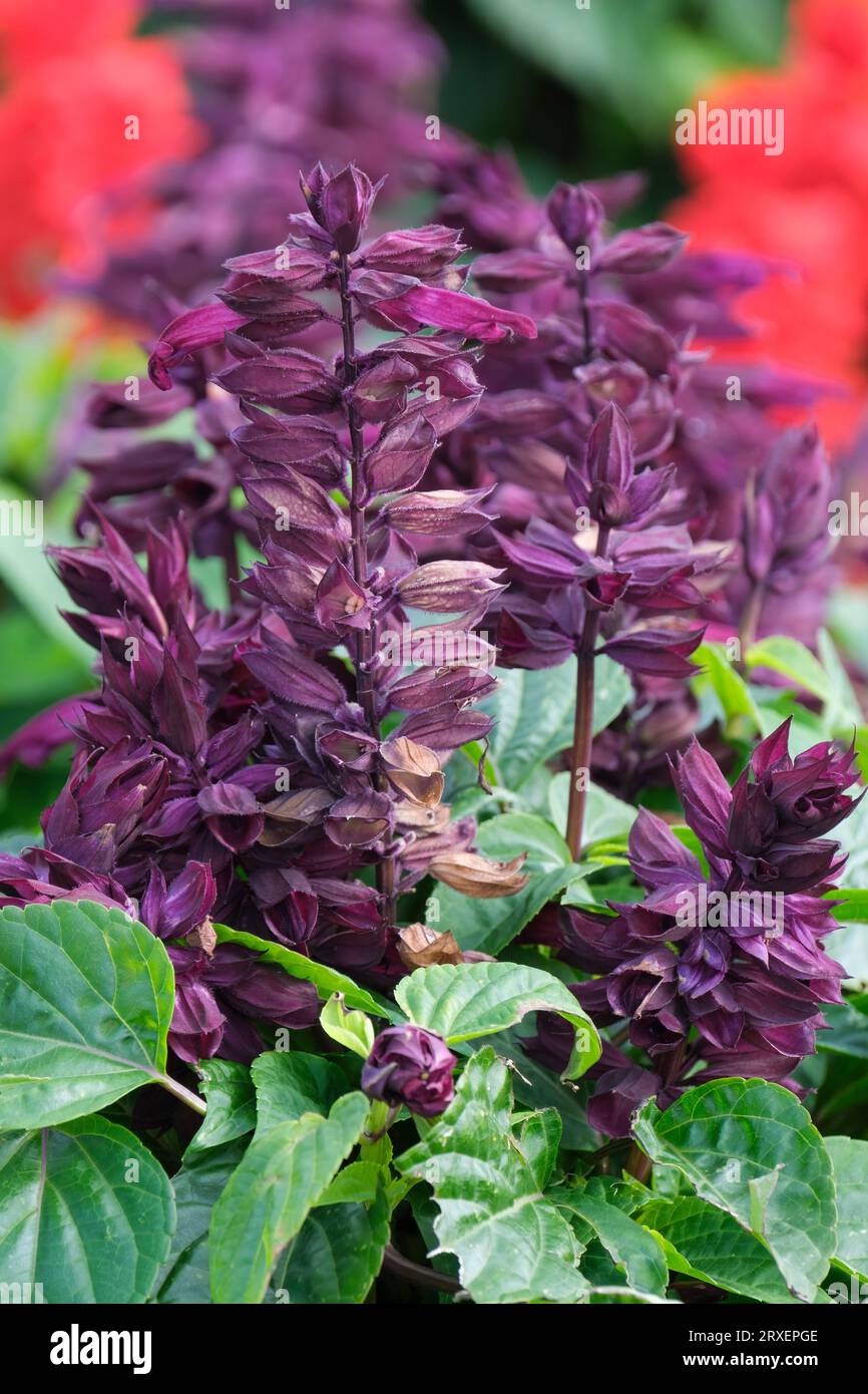 Salvia splendens Sizzler Purple, Salvia splendens sizzler Purple, punte di fiori viola Foto Stock