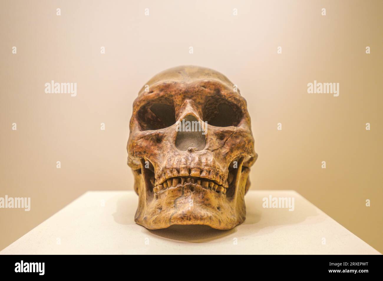 Pechino Cina, 16 febbraio 2023: Una replica del cranio umano della grotta superiore nel tardo Paleolitico superiore nel Museo Nazionale della Cina. Foto Stock