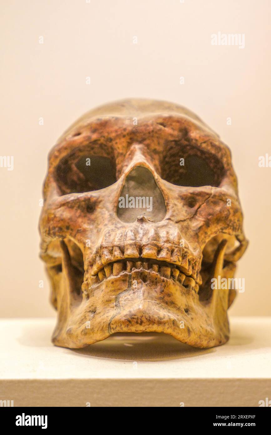 Pechino Cina, 16 febbraio 2023: Una replica del cranio umano della grotta superiore nel tardo Paleolitico superiore nel Museo Nazionale della Cina. Foto Stock