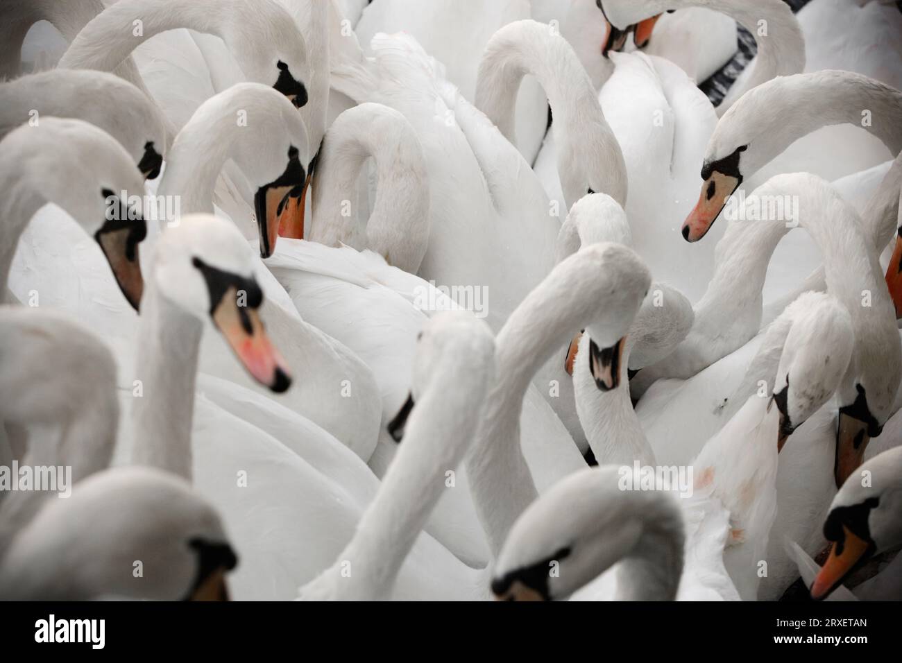 Cigni bianchi. Foto Stock