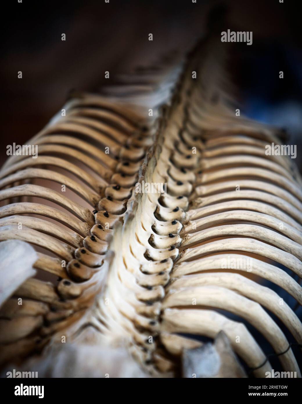 Scheletro animale, spina dorsale e gabbia toracica. Foto Stock