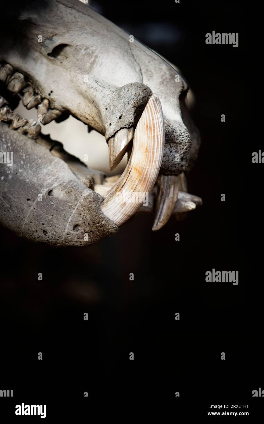 Primo piano della testa e dei denti di uno scheletro animale. Foto Stock