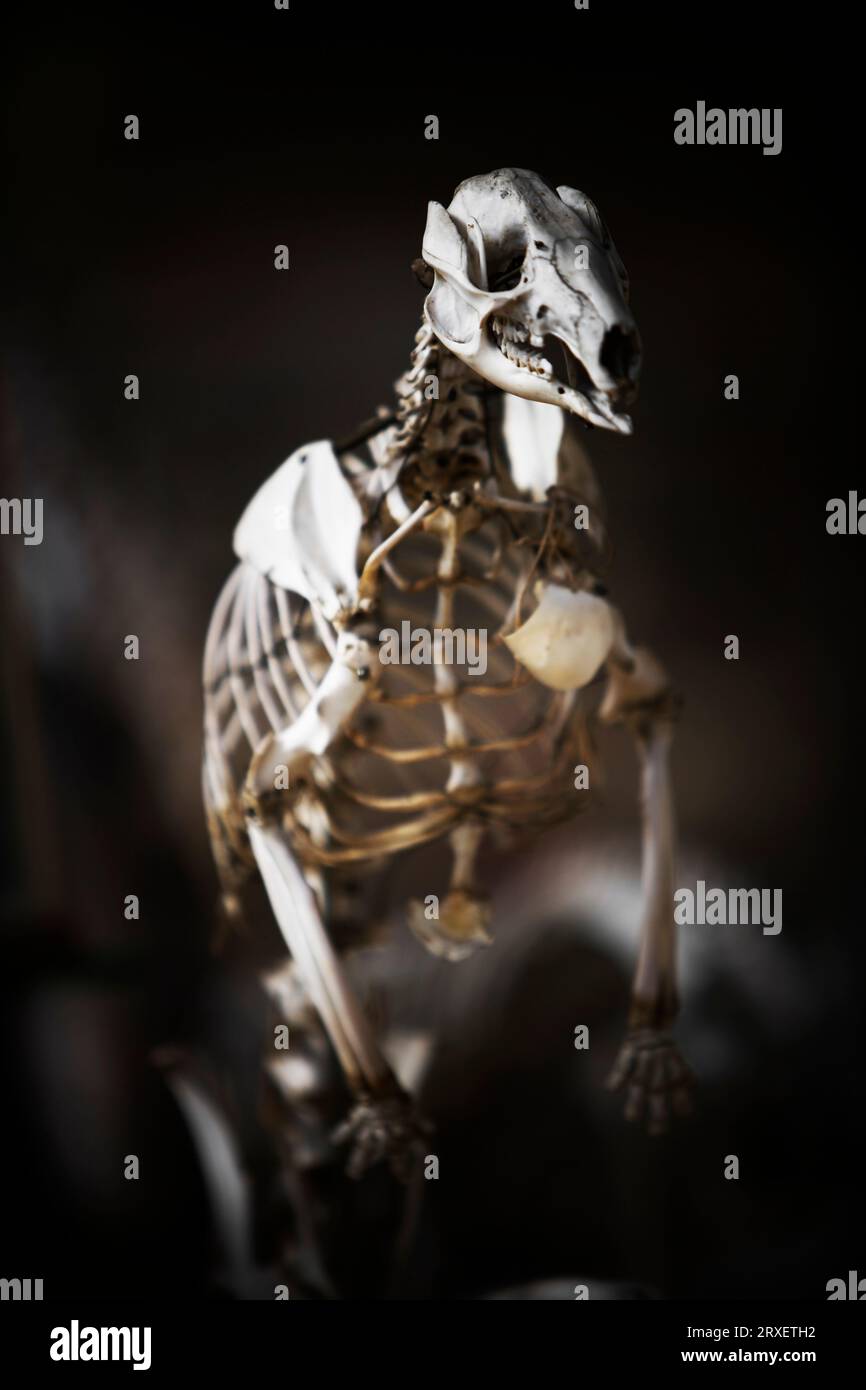 Primo piano dello scheletro di un animale selvatico in mostra. Foto Stock