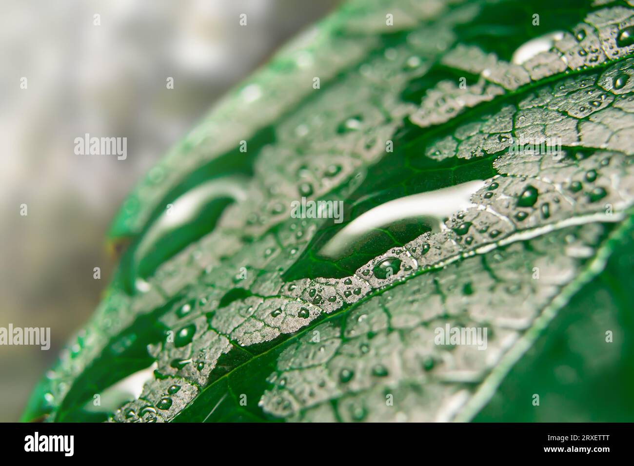 gocce d'acqua su foglie verdi da vicino Foto Stock