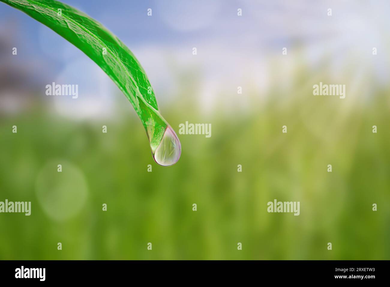 Una goccia d'acqua che cade da una foglia verde su uno sfondo astratto verde con luce solare Foto Stock