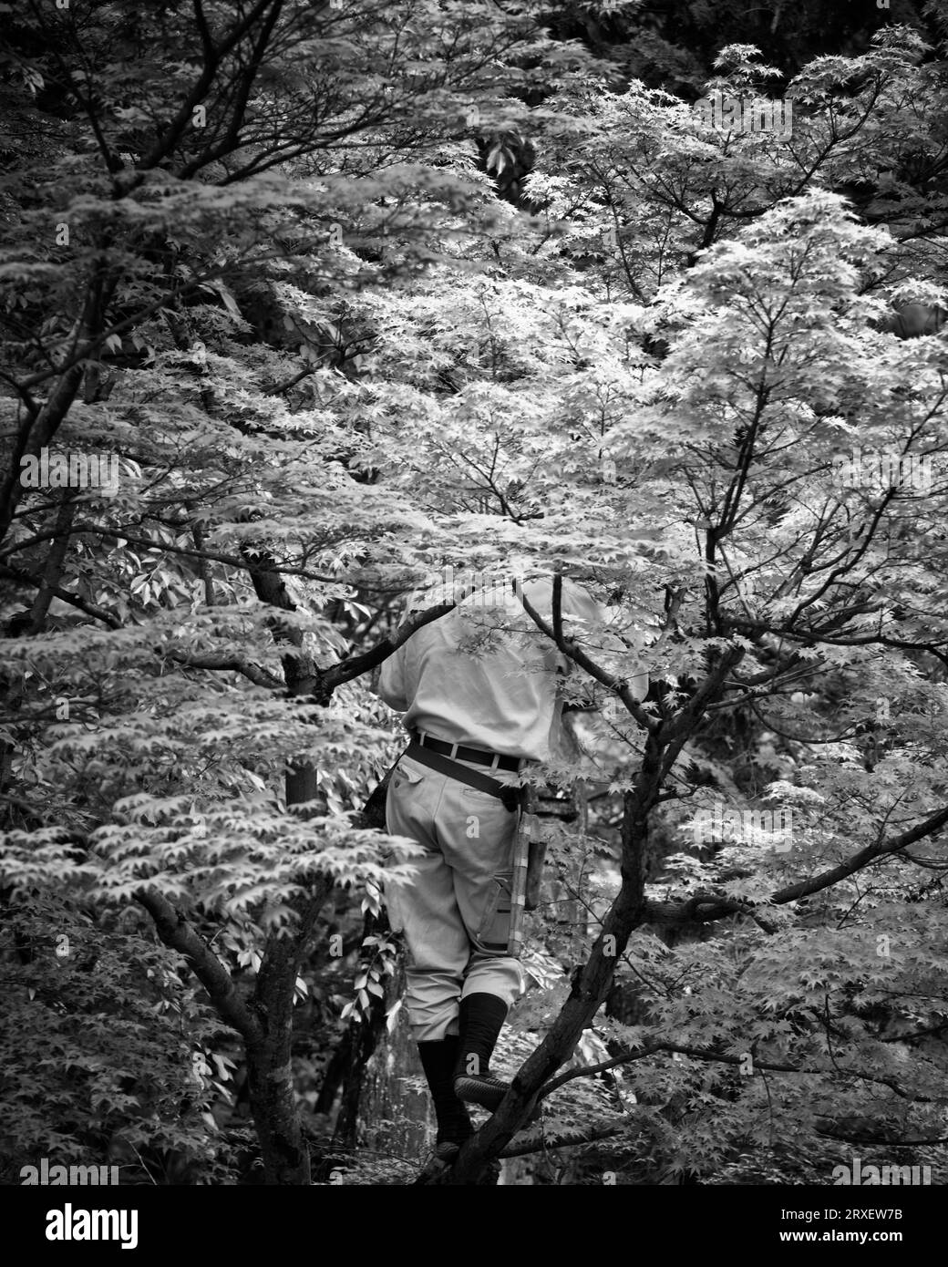 Vista posteriore del giardiniere giapponese in piedi su un albero di acero. Foto Stock