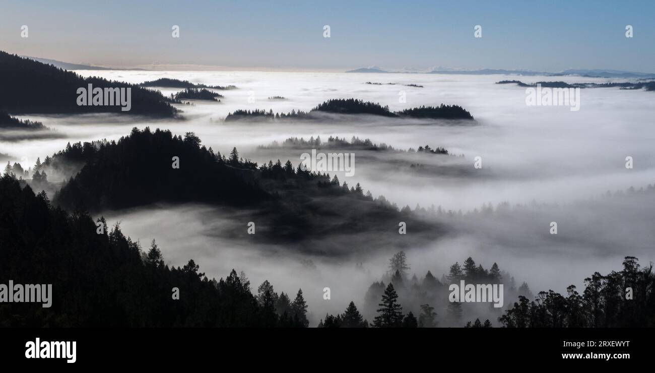 Colline boscose avvolte dalla nebbia, â€ Sonomaâ€ County, California, USA Foto Stock
