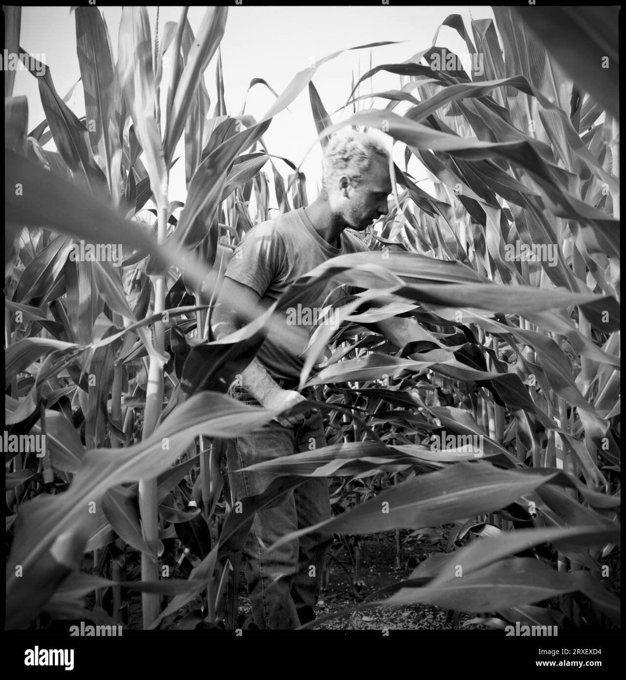Un uomo controlla il grano per i suoi progressi prima di tagliarli per l'estate nel caseificio di famiglia a Keymar, Marylan Foto Stock