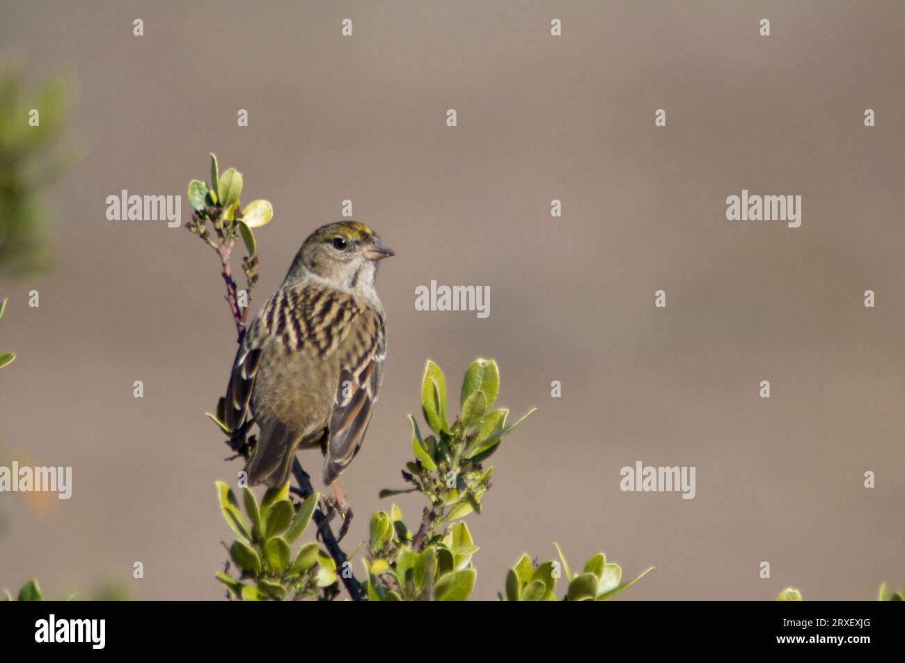 Passero immaturo con corona d'oro (Zonotrichia atricapilla) Foto Stock
