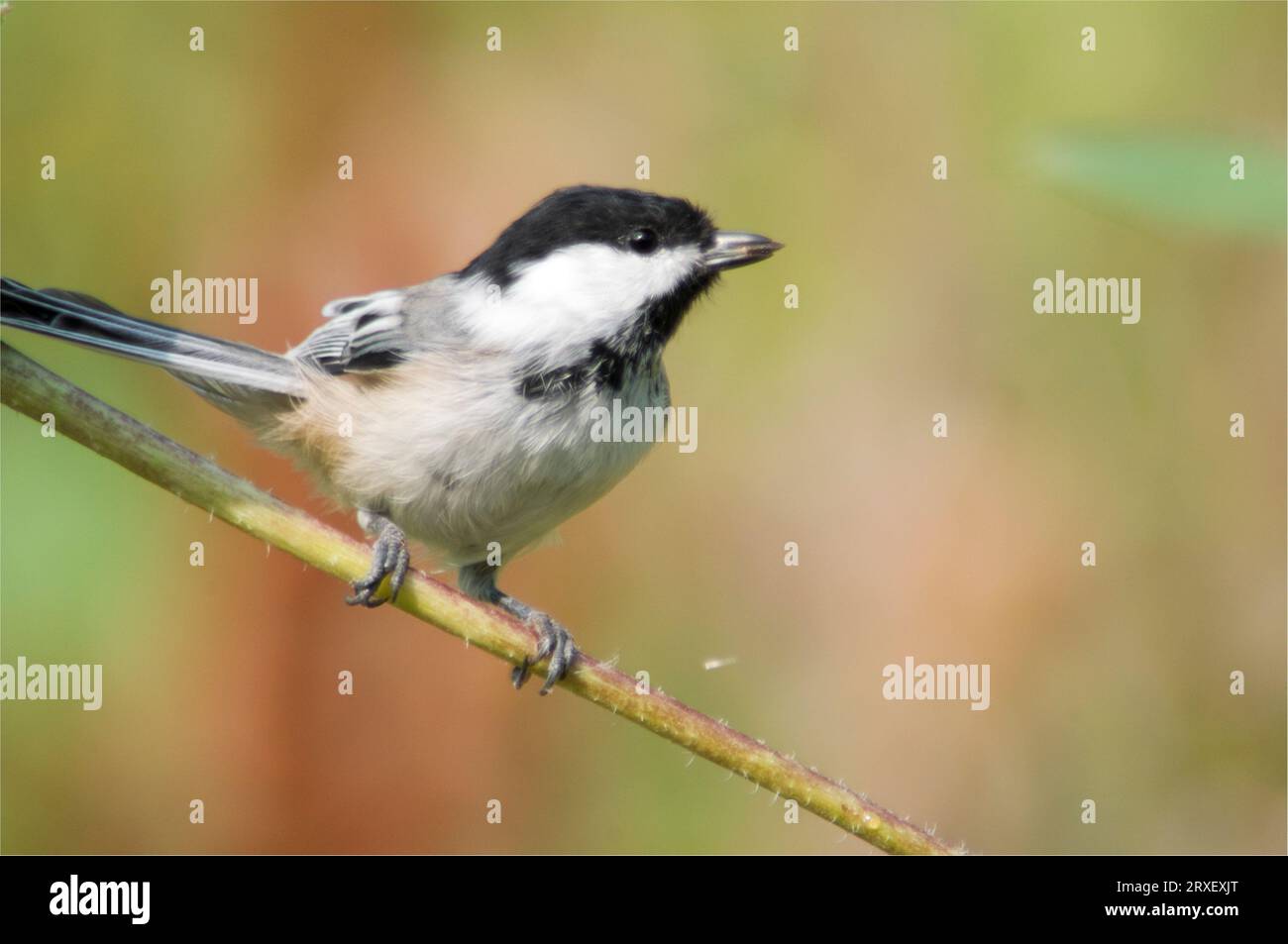 Nero-capped Luisa (Poecile atricapilla) Foto Stock