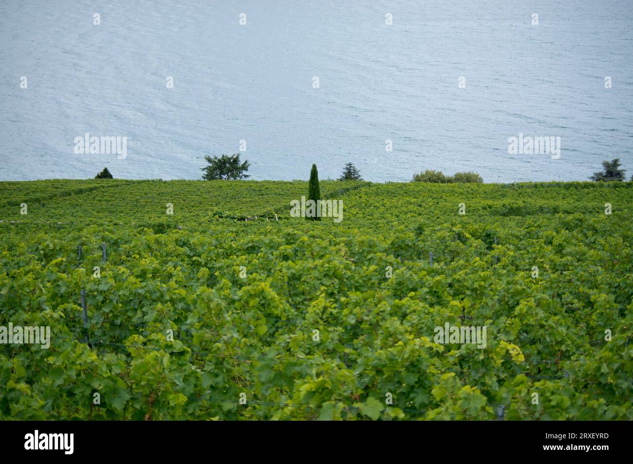 LOSANNA, SVIZZERA, meravigliosi vigneti terrazzati di Lavaux sul lago Leman Foto Stock