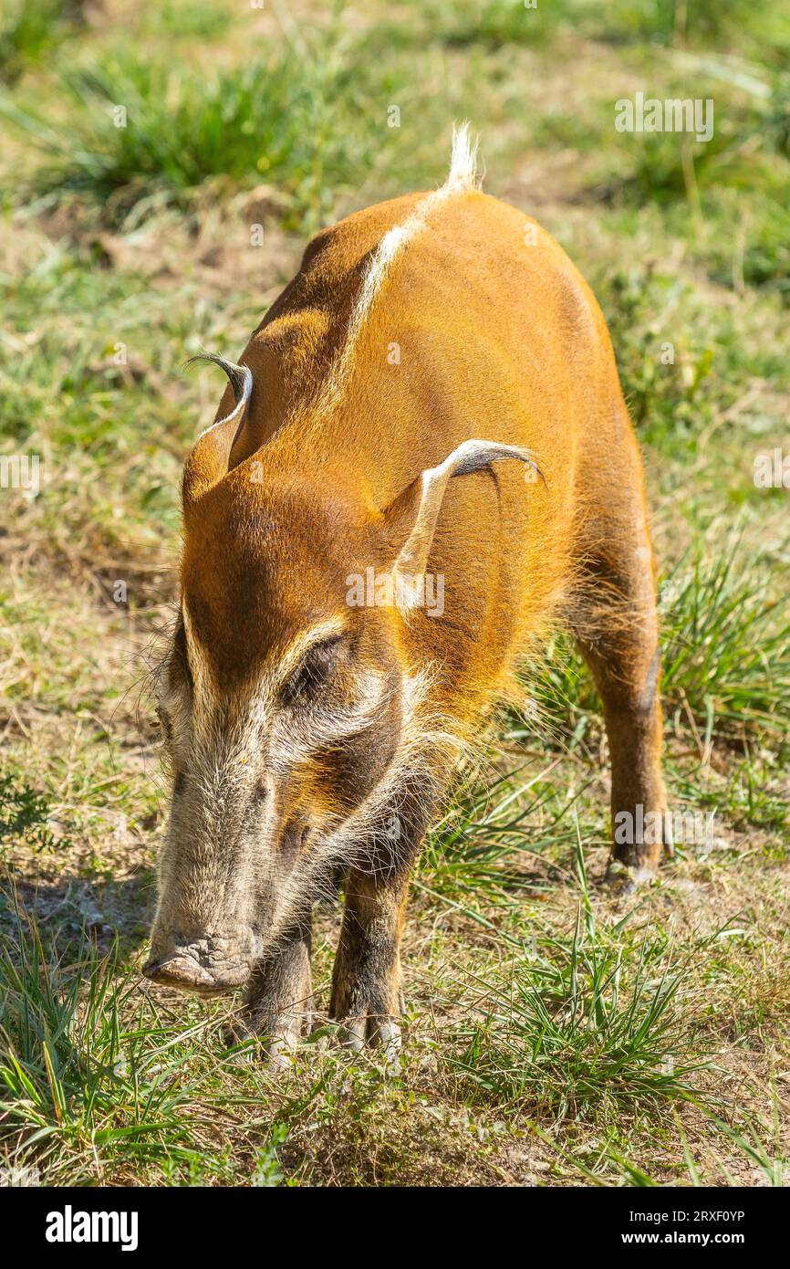 Peccary (Dicotyles) nel parco zoologico Haute Touche - Indre (36), Francia. Foto Stock