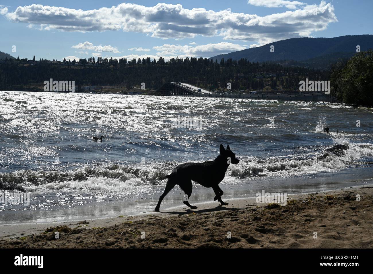 Dog Off-Leash Beach. Dog the Lake Beach. Foto Stock