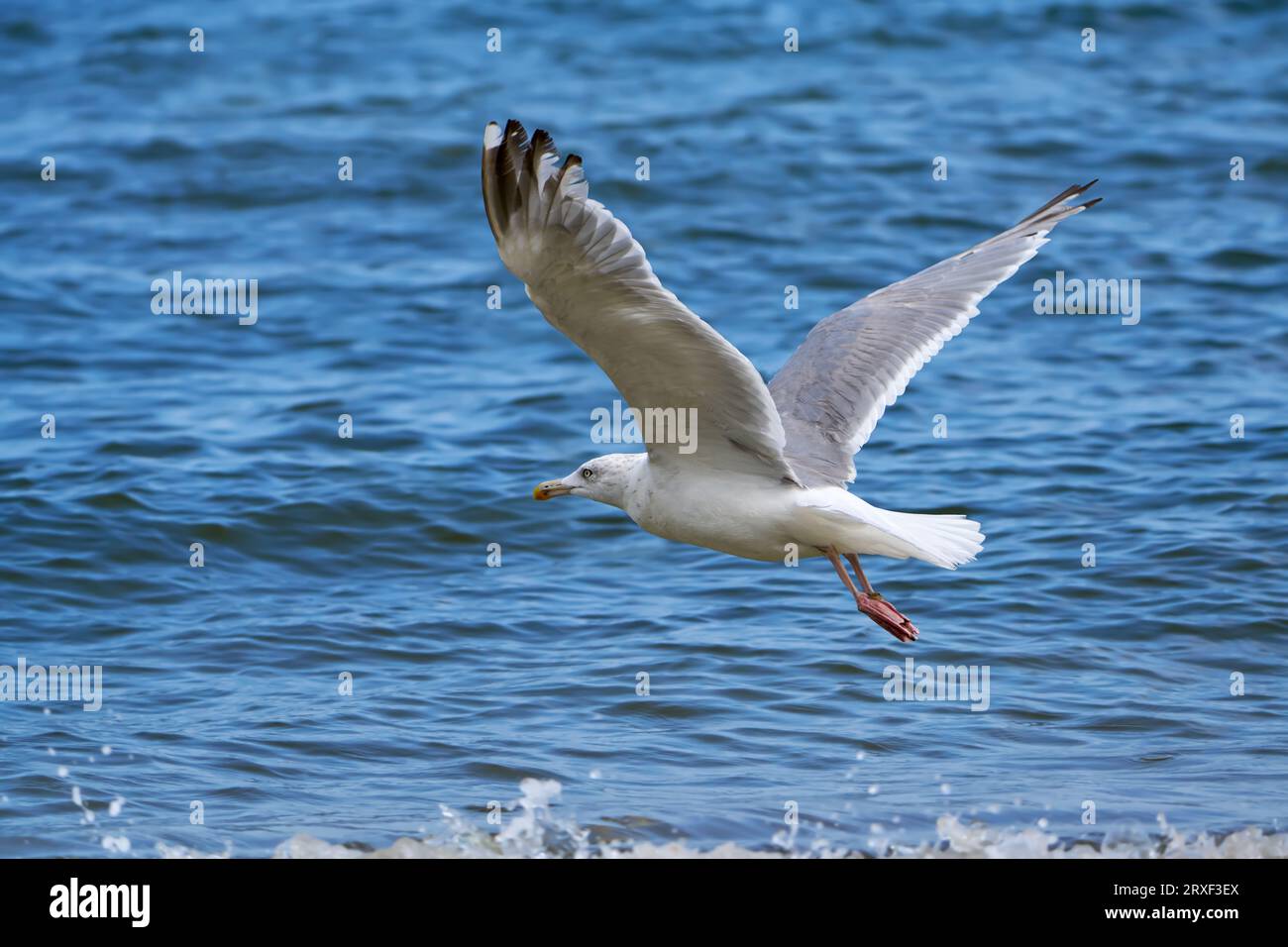 Gabbiano delle aringhe europee (Larus argentatus) in volo sulle acque blu, di fronte leggermente spruzzi - Usedom, Mar Baltico Foto Stock