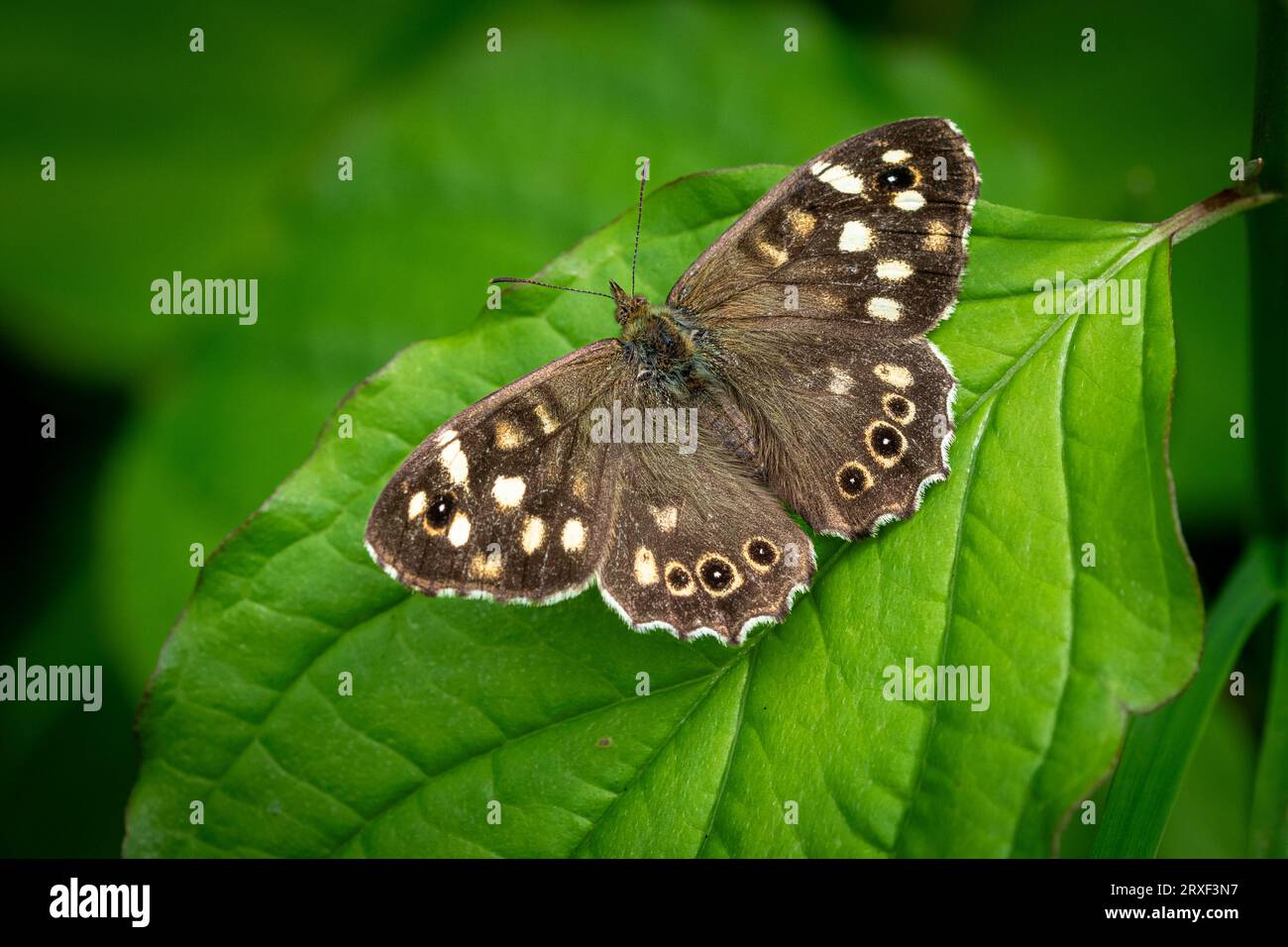 Farfalla in legno macchiato (Pararge aegeria) su foglia Foto Stock