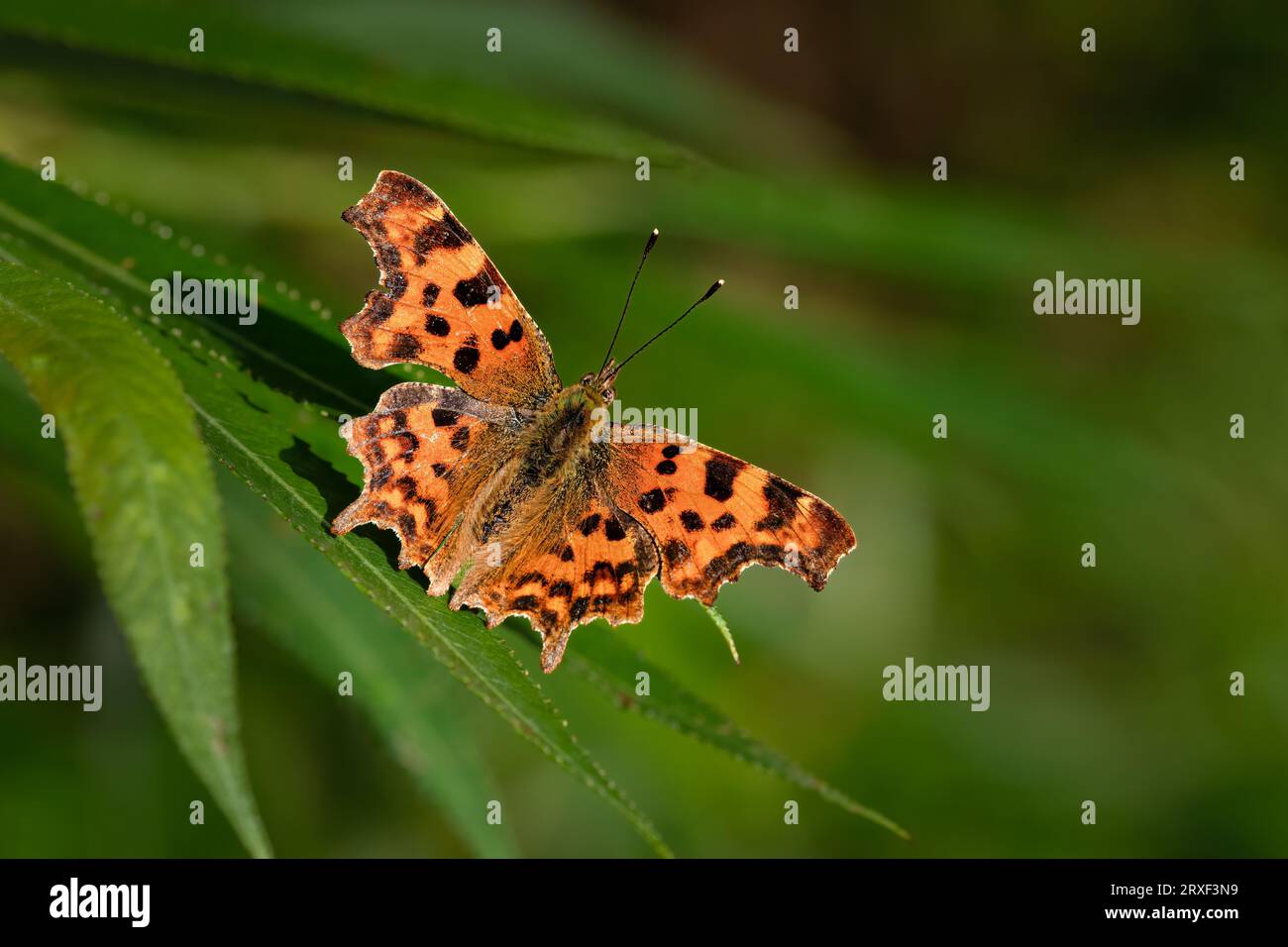 Comma Butterfly (Polygonia c-album;) su Leaf Foto Stock