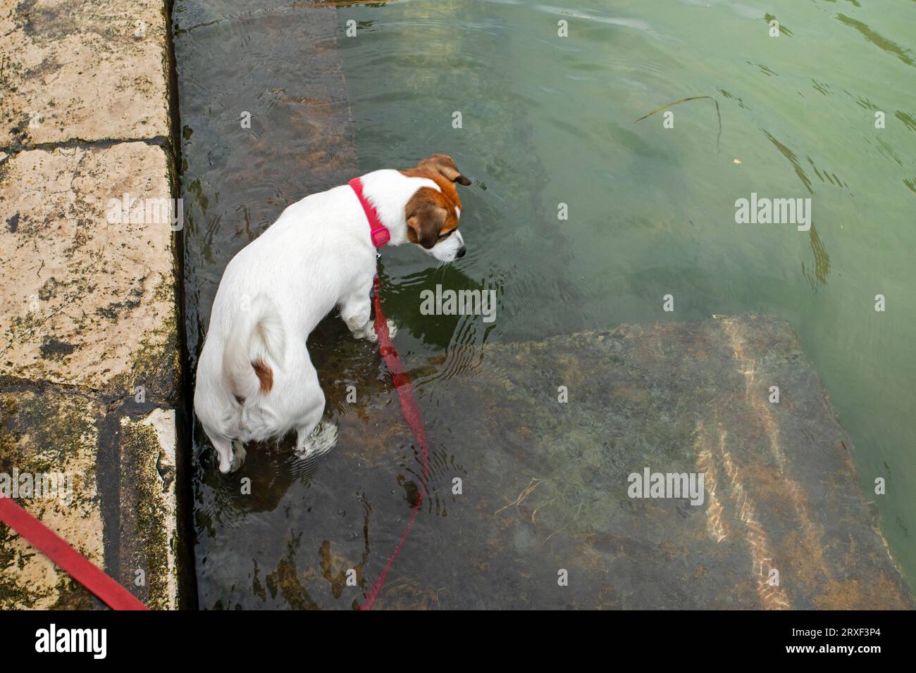 Jack Russell Terrier al guinzaglio rosso vuole nuotare in un canale a Venezia. Viaggiare con gli animali Foto Stock