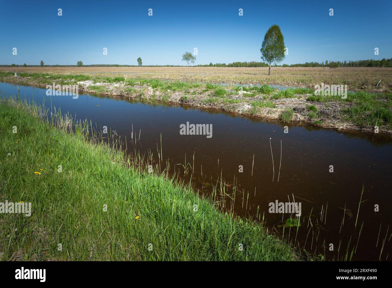 Canale d'acqua e prato paludoso selvatico a Srebrzyszcze, Polonia orientale Foto Stock