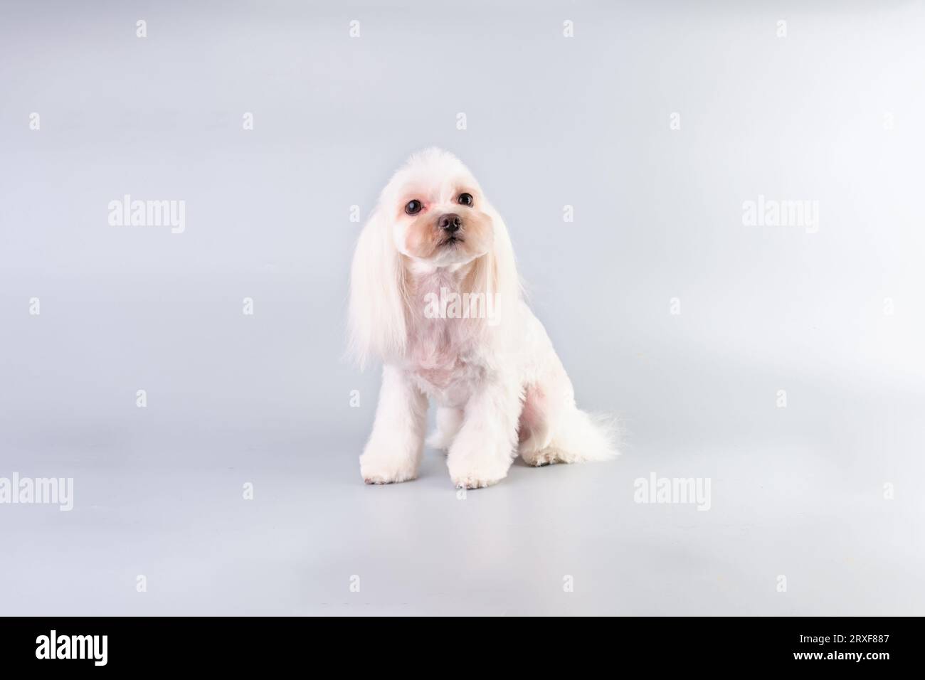 Maltese di fronte a uno sfondo grigio. Foto Stock