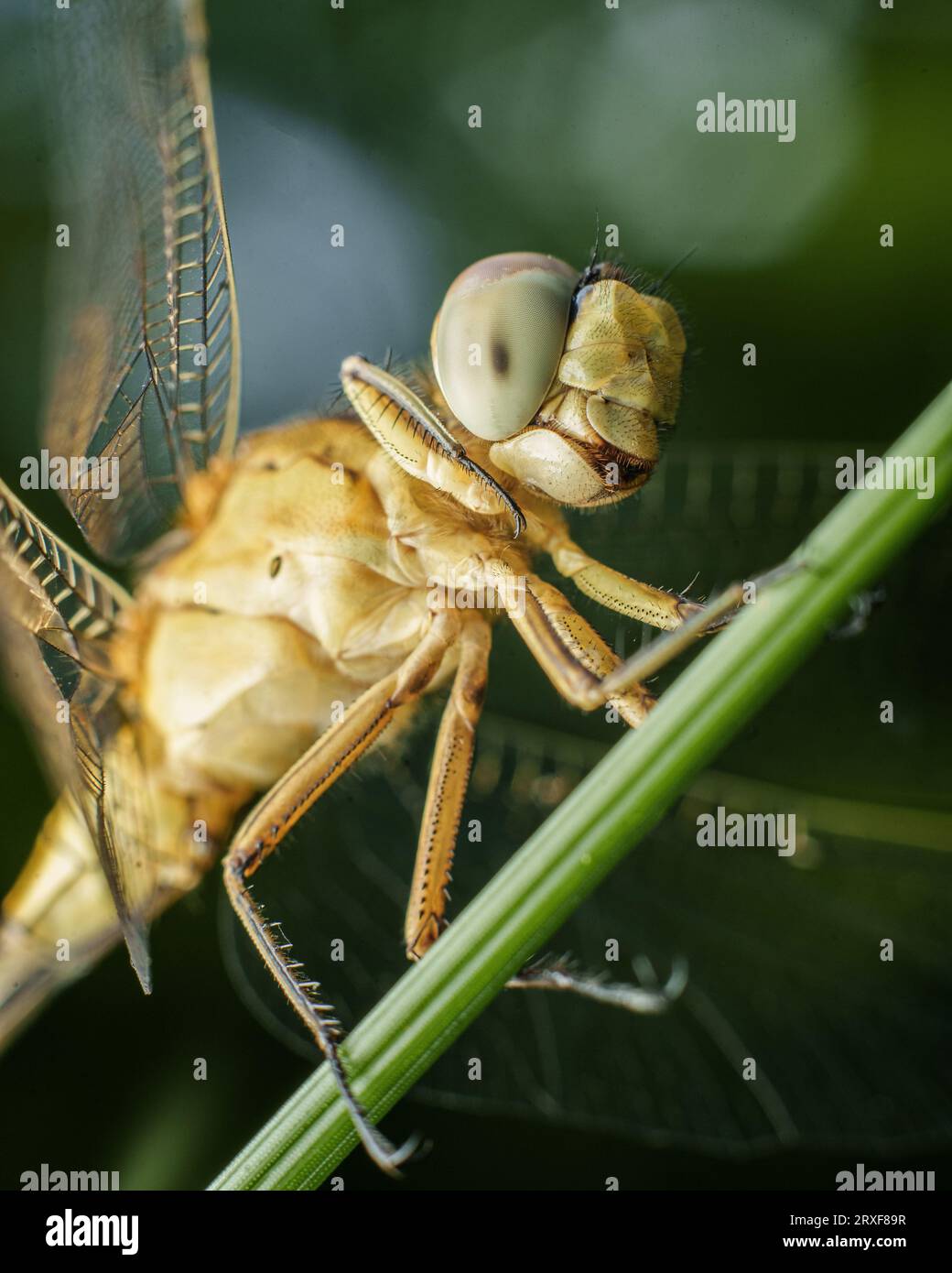 Dragon Fly Extreme macro Foto Stock