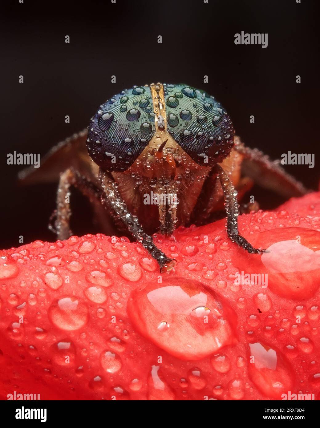 Vola su Red Flower con goccioline Foto Stock