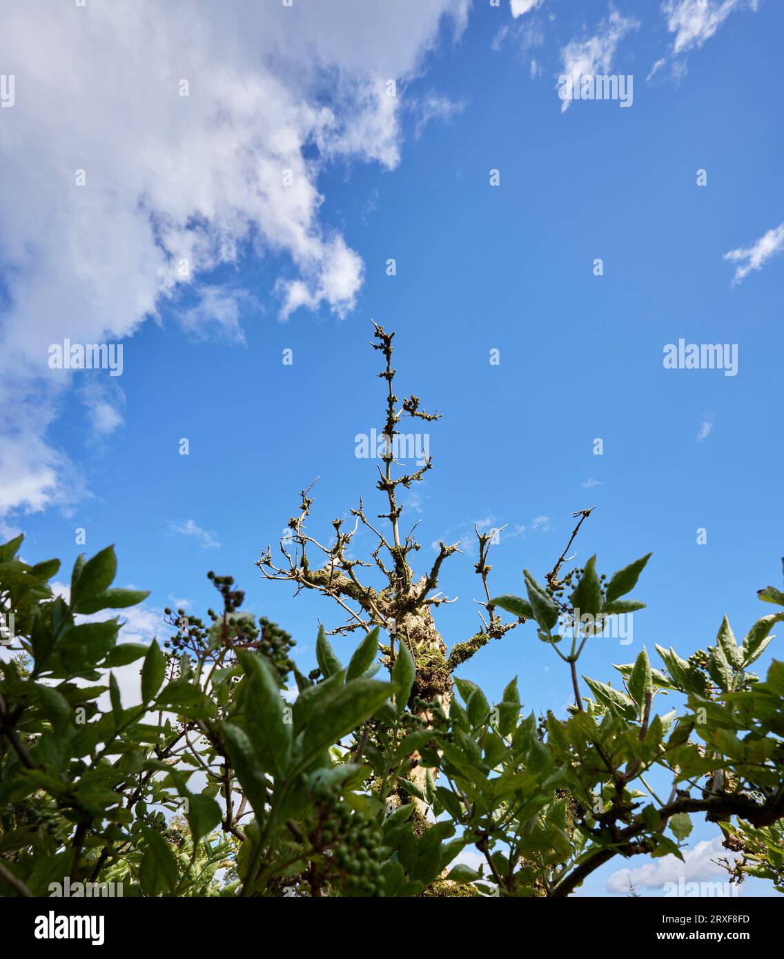 Un luminoso e soleggiato pomeriggio d'agosto, un tronco di albero morto è in contrasto con un cielo azzurro e luminoso Foto Stock