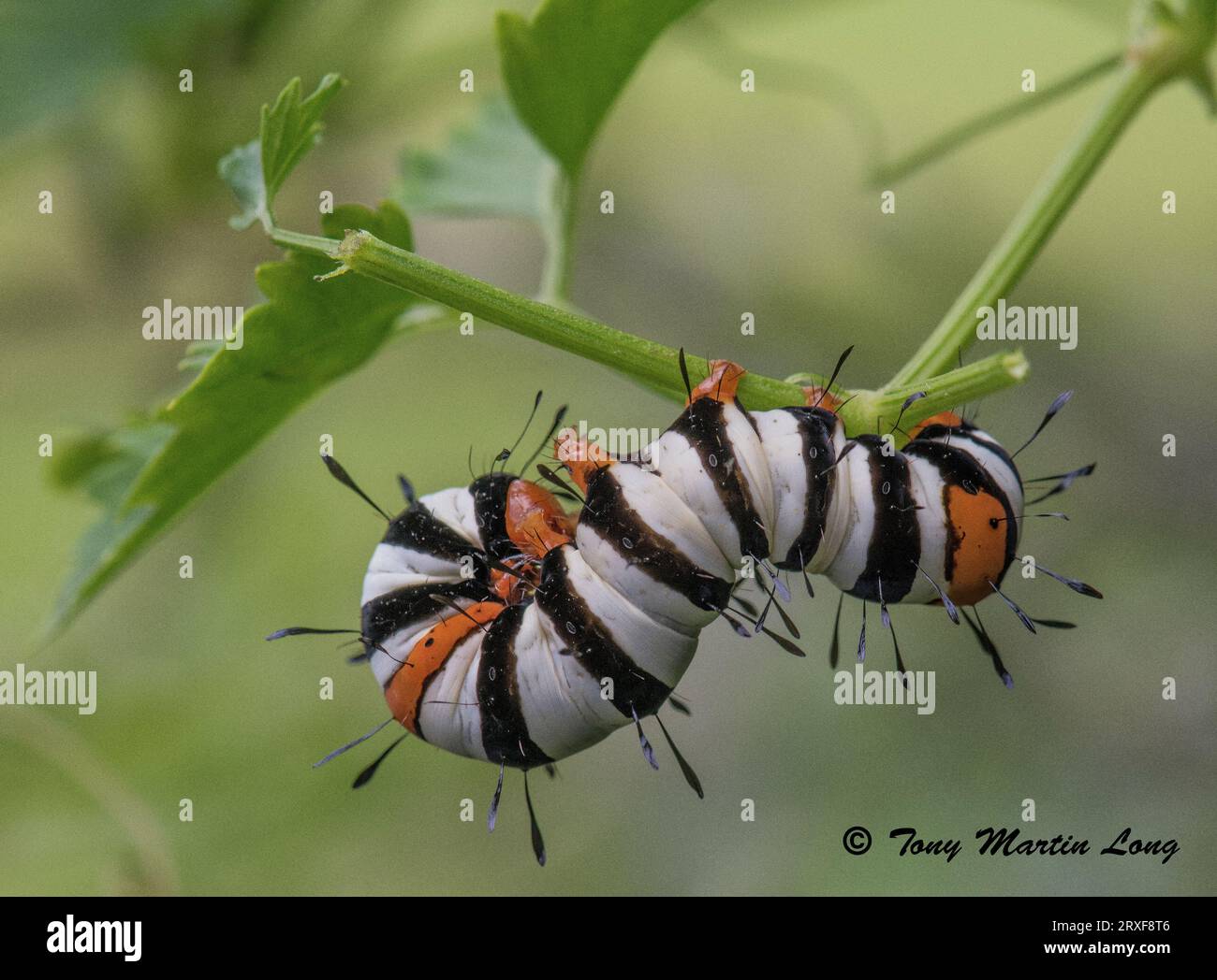 Agicola Moth, Lavae Foto Stock