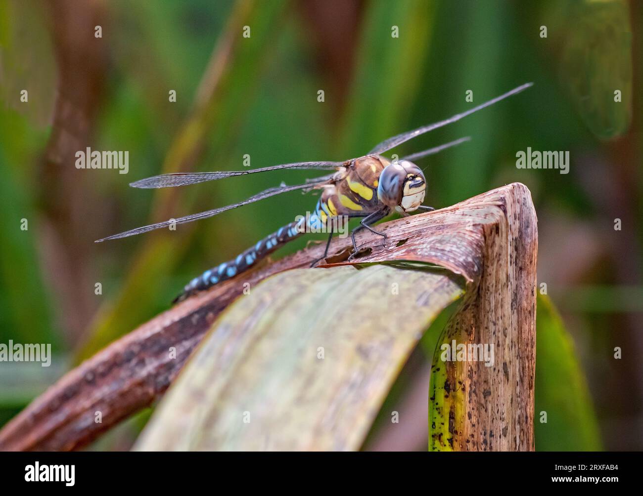 Un lato ravvicinato sulla vista di un blu brillante che riposa l'Imperatore Dragonfly con le ali sparse Foto Stock